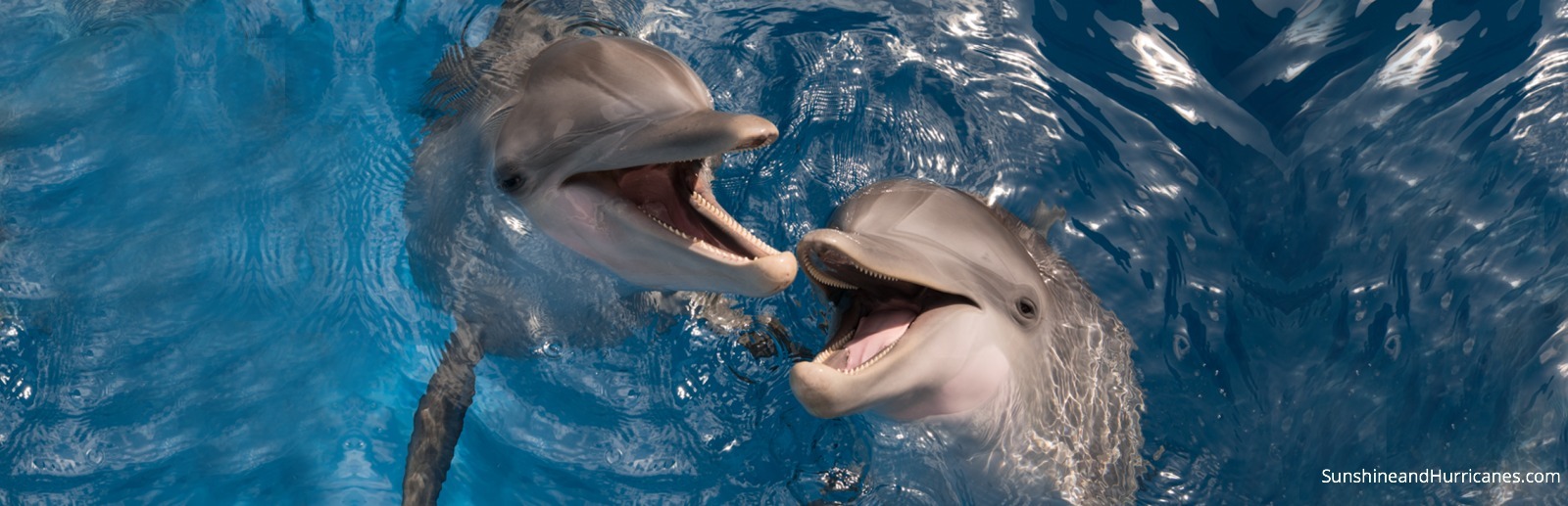 Hope the Dolphin - Clearwater Marine Aquarium