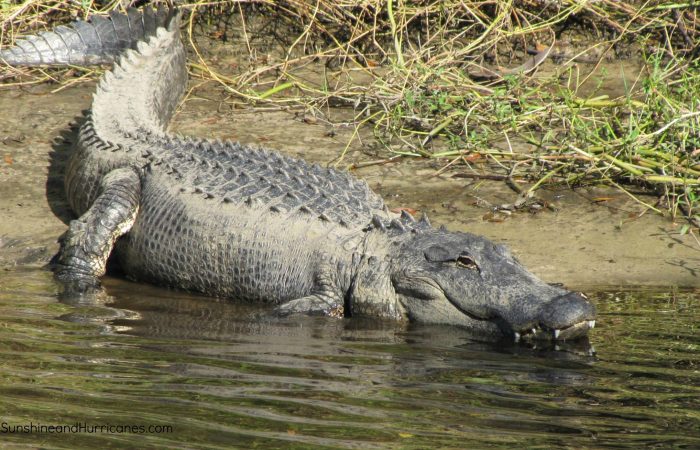 Florida Family Travel Myakka River State Park